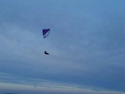 peter_8_20170205_1815968210